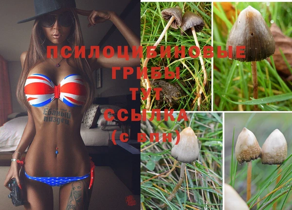 стафф Аркадак